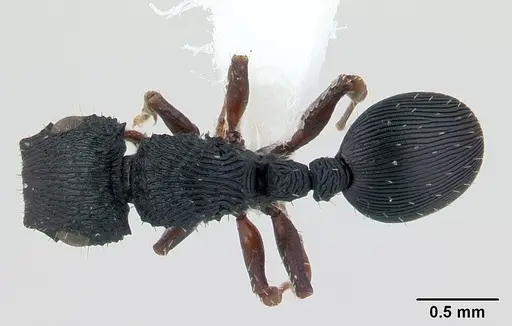 Cataulacus porcatus specimen