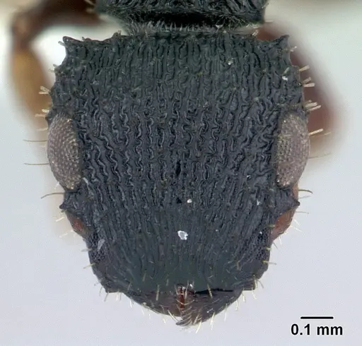 Cataulacus porcatus specimen