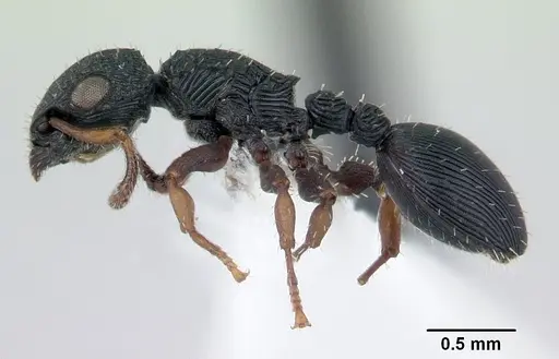 Cataulacus porcatus specimen