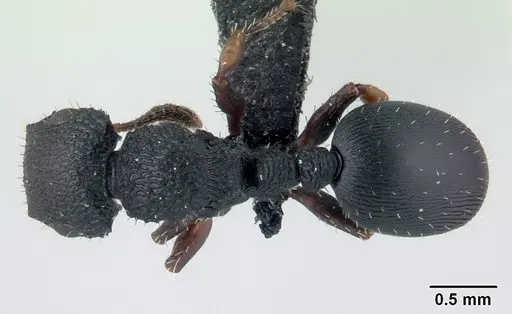 Cataulacus porcatus - CASENT0066732