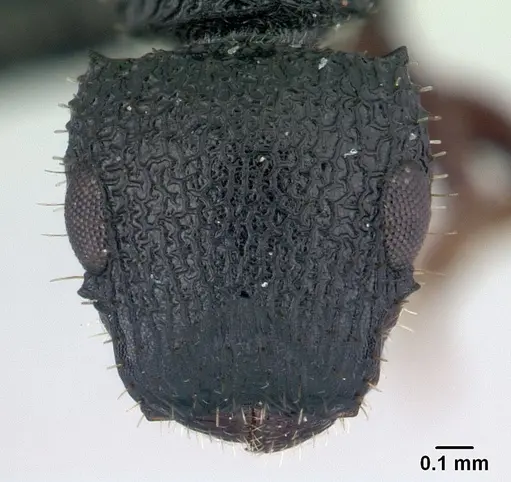 Cataulacus porcatus - CASENT0066732