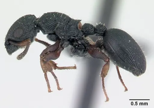 Cataulacus porcatus - CASENT0066732