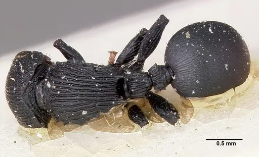 Cataulacus porcatus - CASENT0101772