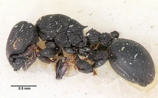 Cataulacus porcatus - CASENT0101772