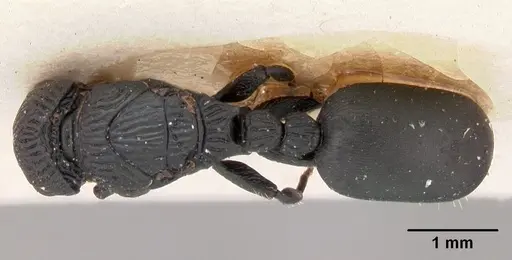 Cataulacus porcatus - CASENT0102069