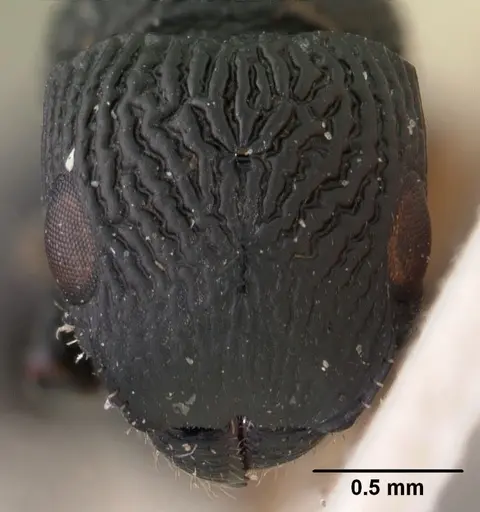 Cataulacus porcatus - CASENT0102069