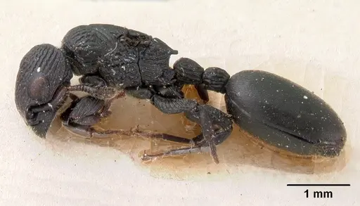 Cataulacus porcatus - CASENT0102069