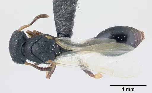 Cataulacus porcatus - CASENT0129783