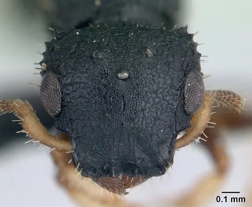 Cataulacus porcatus - CASENT0129783