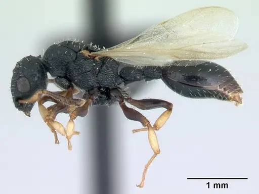 Cataulacus porcatus - CASENT0129783