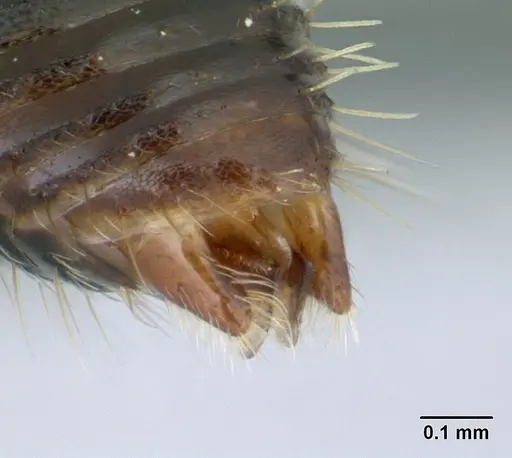 Cataulacus porcatus - CASENT0129783