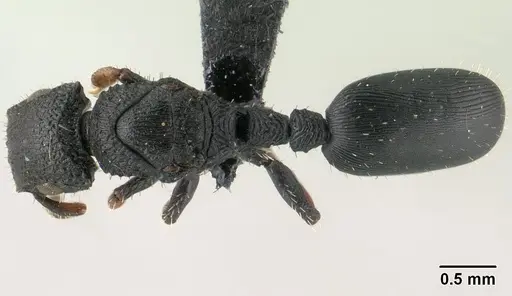 Cataulacus porcatus - CASENT0138707