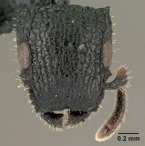 Cataulacus porcatus - CASENT0138707