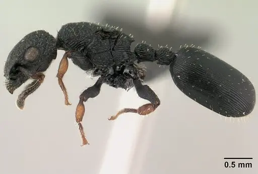 Cataulacus porcatus - CASENT0138707