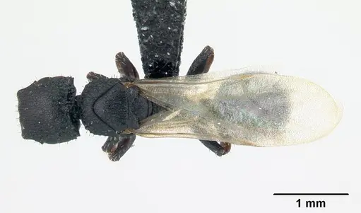 Cataulacus porcatus - CASENT0178902