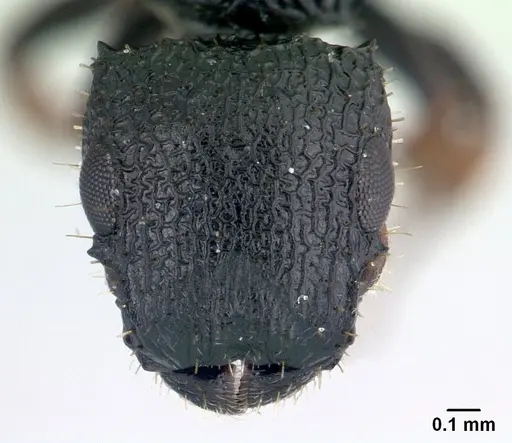 Cataulacus porcatus - CASENT0178902