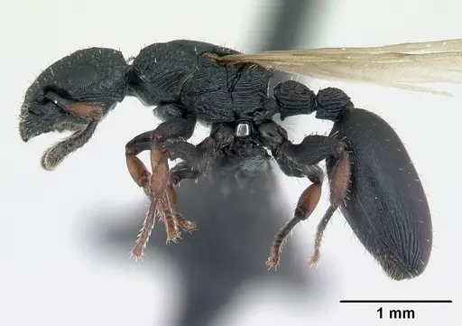 Cataulacus porcatus - CASENT0178902