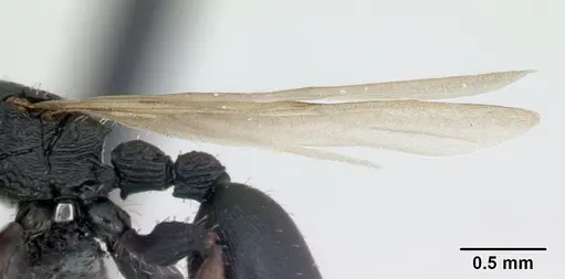 Cataulacus porcatus - CASENT0178902