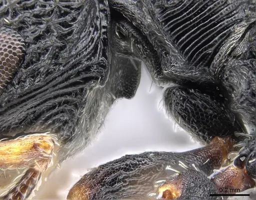 Cataulacus porcatus - CASENT0274827