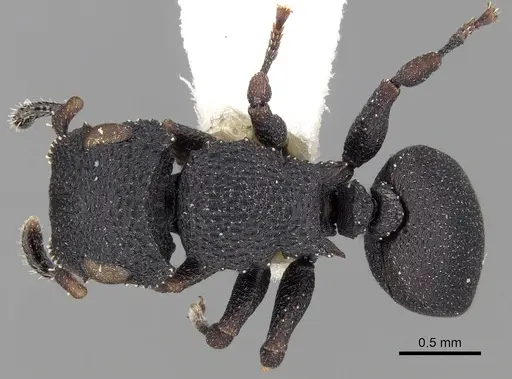 Cataulacus praetextus specimen