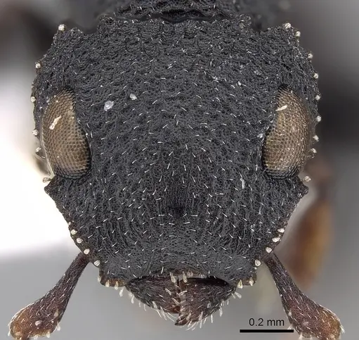 Cataulacus praetextus specimen