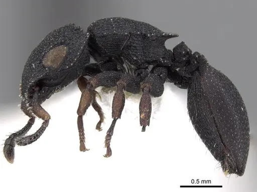 Cataulacus praetextus specimen