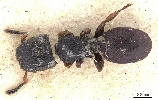 Cataulacus praetextus - CASENT0901451