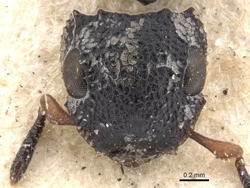 Cataulacus praetextus - CASENT0901451