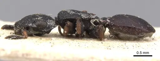 Cataulacus praetextus - CASENT0901451