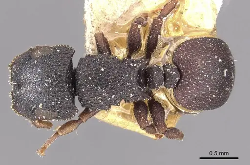 Cataulacus praetextus - CASENT0909241