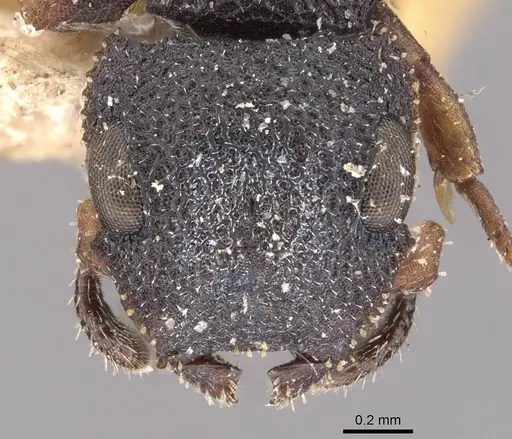 Cataulacus praetextus - CASENT0909241