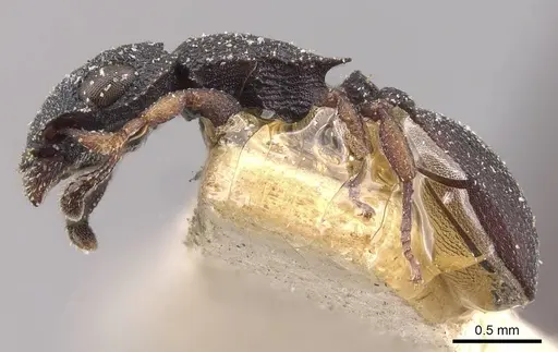 Cataulacus praetextus - CASENT0909241