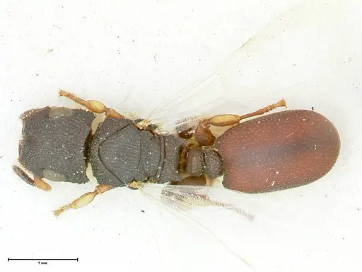 Cataulacus praetextus - FOCOL2122