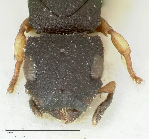 Cataulacus praetextus - FOCOL2122