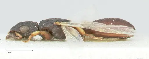 Cataulacus praetextus - FOCOL2122