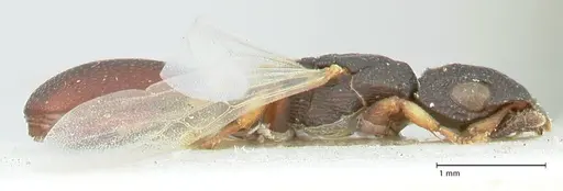 Cataulacus praetextus - FOCOL2122