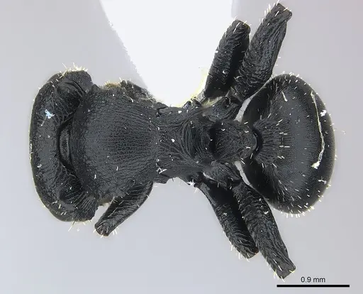Cataulacus pullus specimen