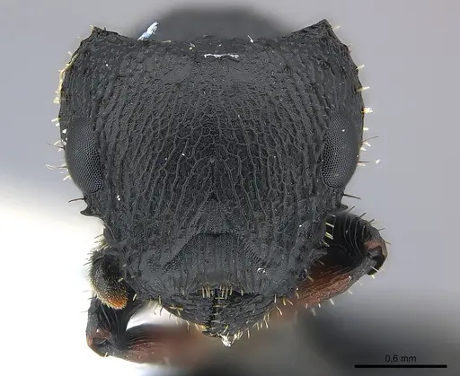 Cataulacus pullus specimen