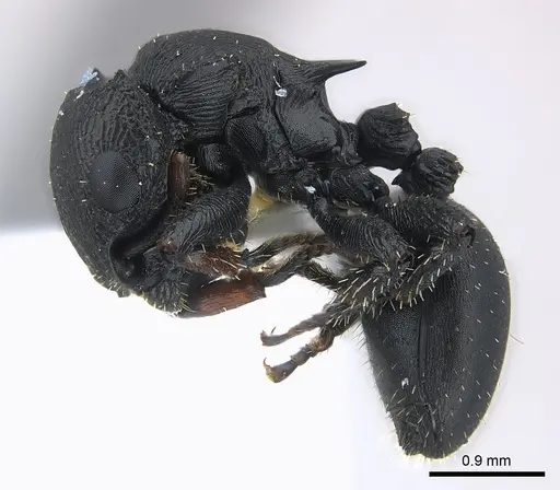 Cataulacus pullus specimen
