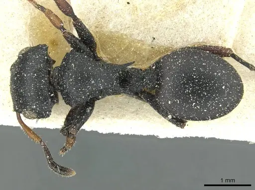 Cataulacus pullus - CASENT0912564