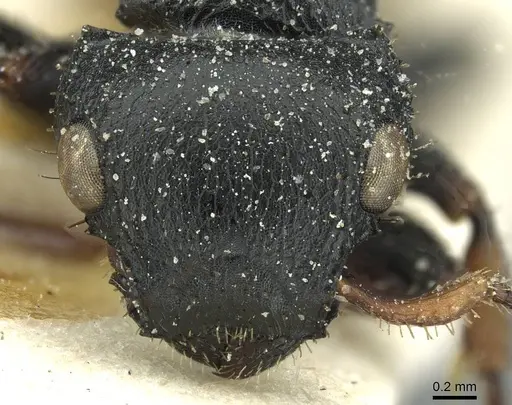 Cataulacus pullus - CASENT0912564