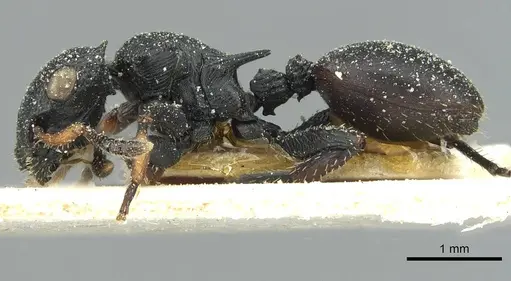 Cataulacus pullus - CASENT0912564