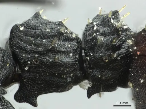 Cataulacus pullus - CASENT0912564