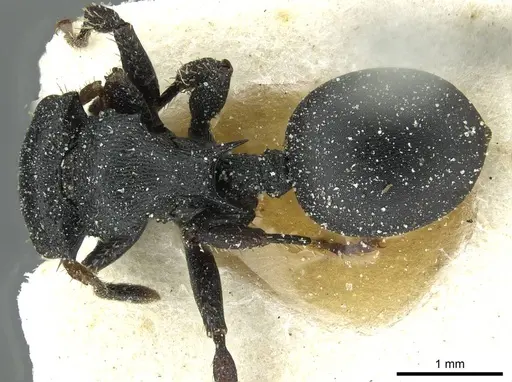 Cataulacus pullus - CASENT0912565