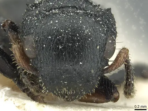 Cataulacus pullus - CASENT0912565