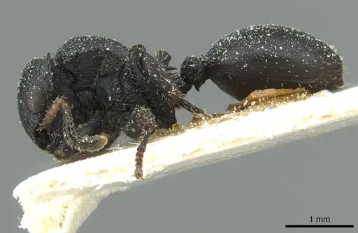 Cataulacus pullus - CASENT0912565