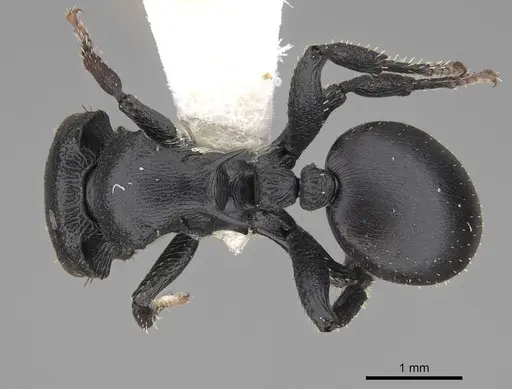 Cataulacus pullus - CASENT0922504