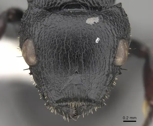 Cataulacus pullus - CASENT0922504