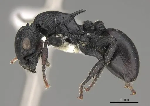 Cataulacus pullus - CASENT0922504