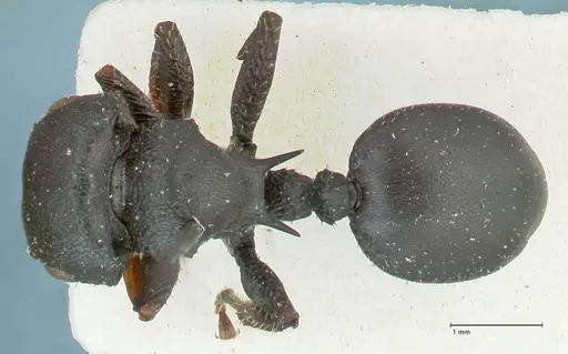 Cataulacus pullus - FOCOL2128